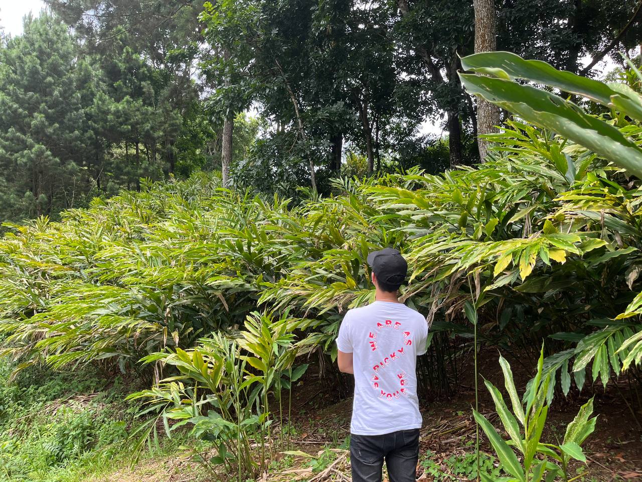 PILIH 4 KAPOLAGA